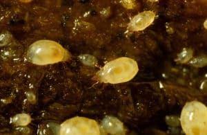 Dudutech - Pest - Bulb Mites