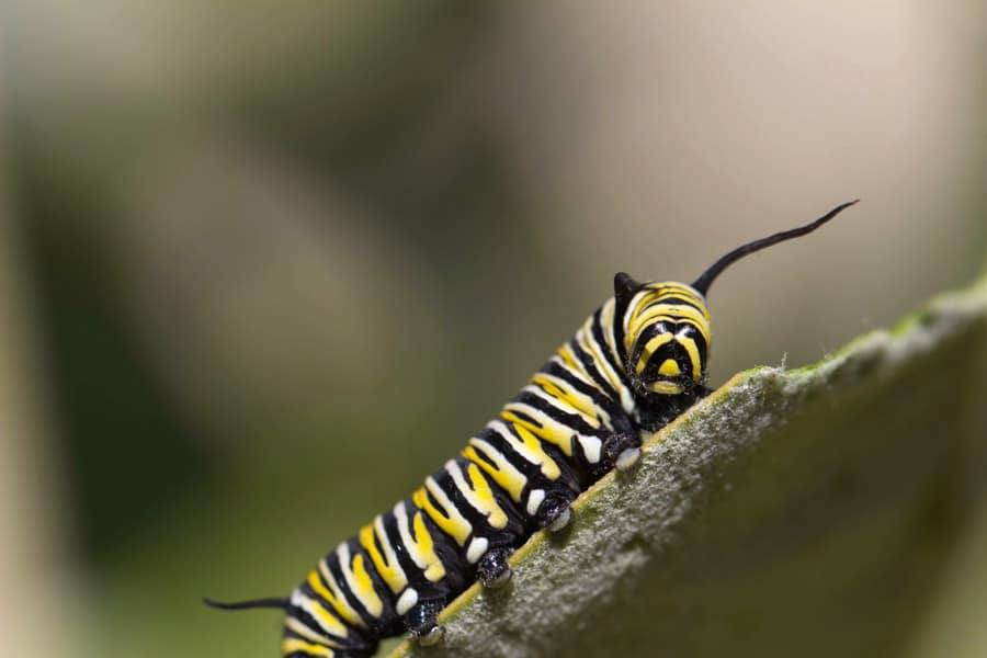 Dudutech - Pest - Caterpillars