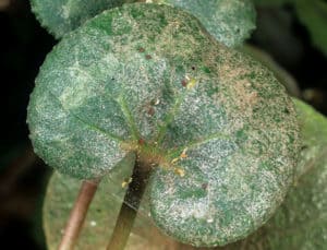 Dudutech - Pest - Cyclamen Mites