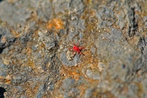 Dudutech - Pest - Red Spider Mites