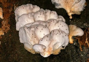 Dudutech - Pest - Sciarid Flies