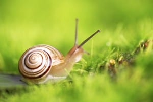 Dudutech - Pest - Snails
