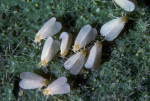 Dudutech - Pest - Whiteflies