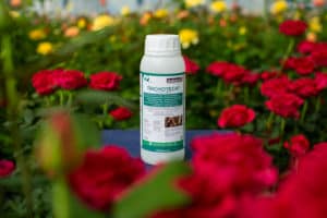 Trichotech 125g an in a rose greenhouse.