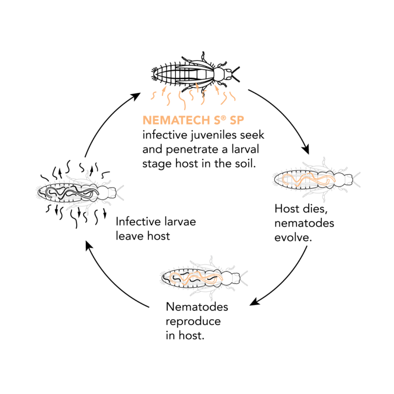 Understanding nematodes could unlock the potential of your farm. Dudutech